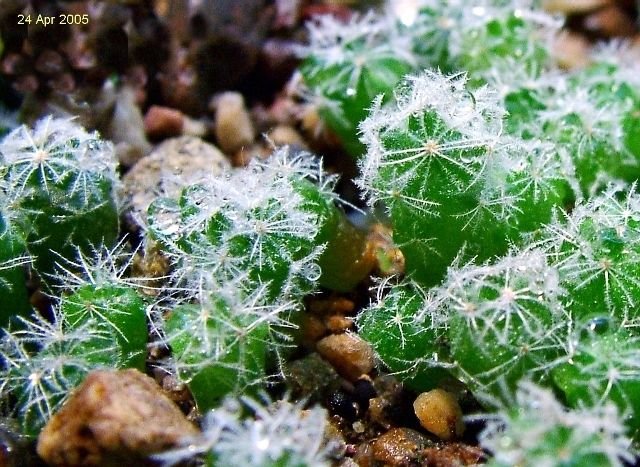 Mammillaria_ nana _ssp.duweii _012